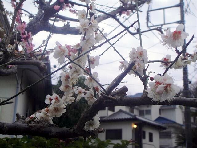 DSC03357.JPG